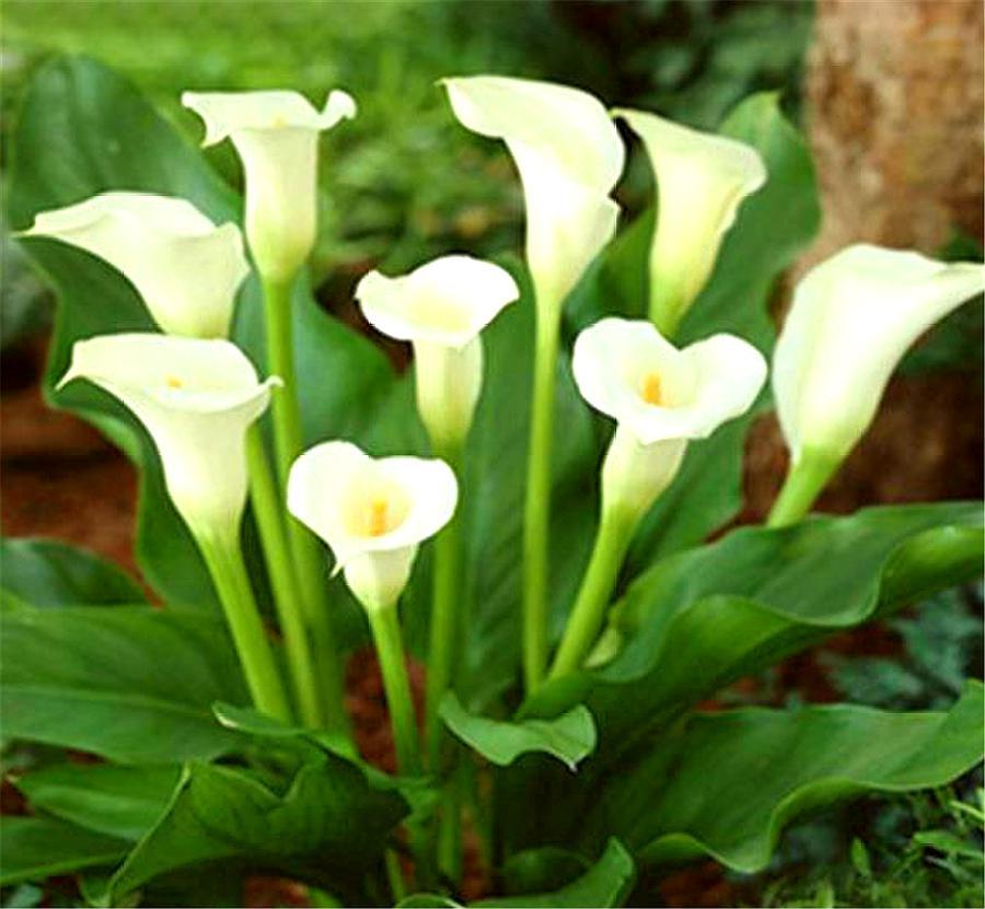 马蹄莲怎么可以开花多,马蹄莲开花的方式是什么