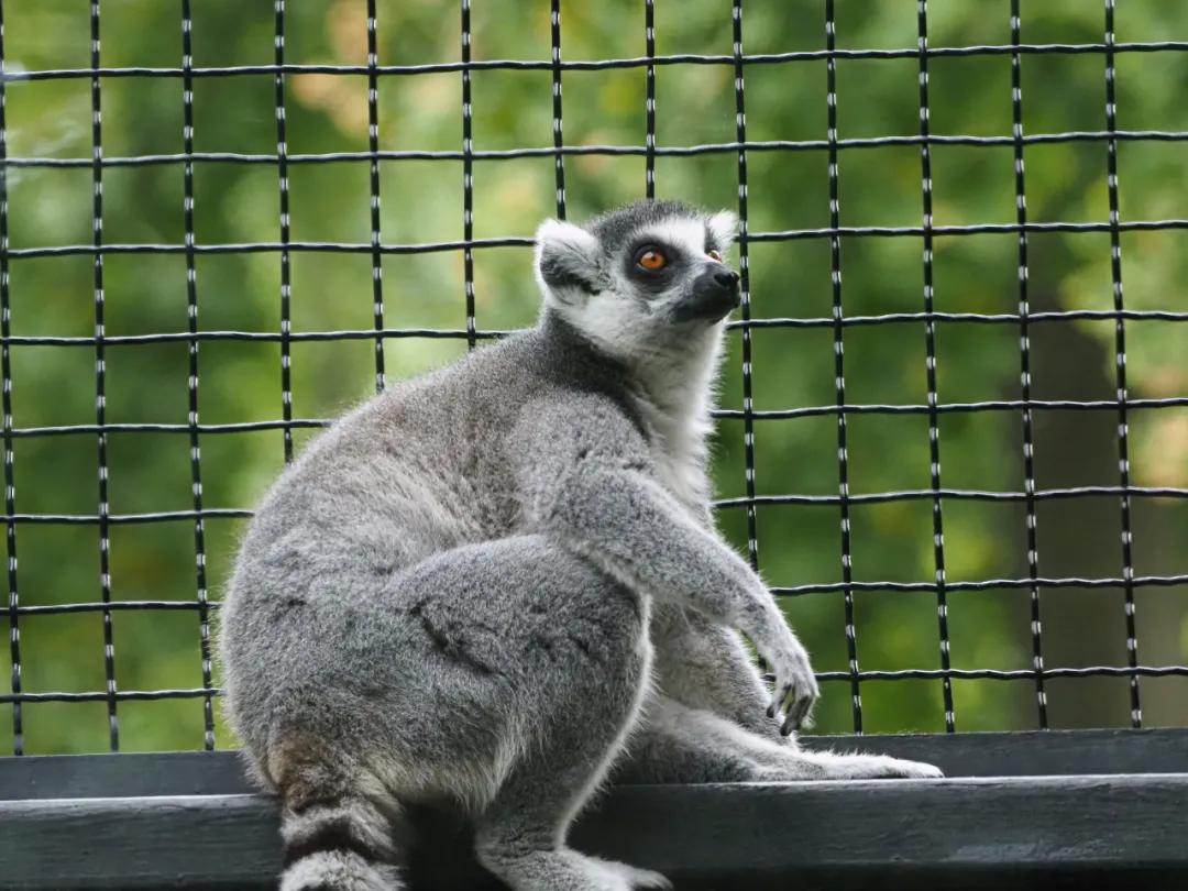 奥林巴斯150-400f4.5开箱,奥林巴斯100-600