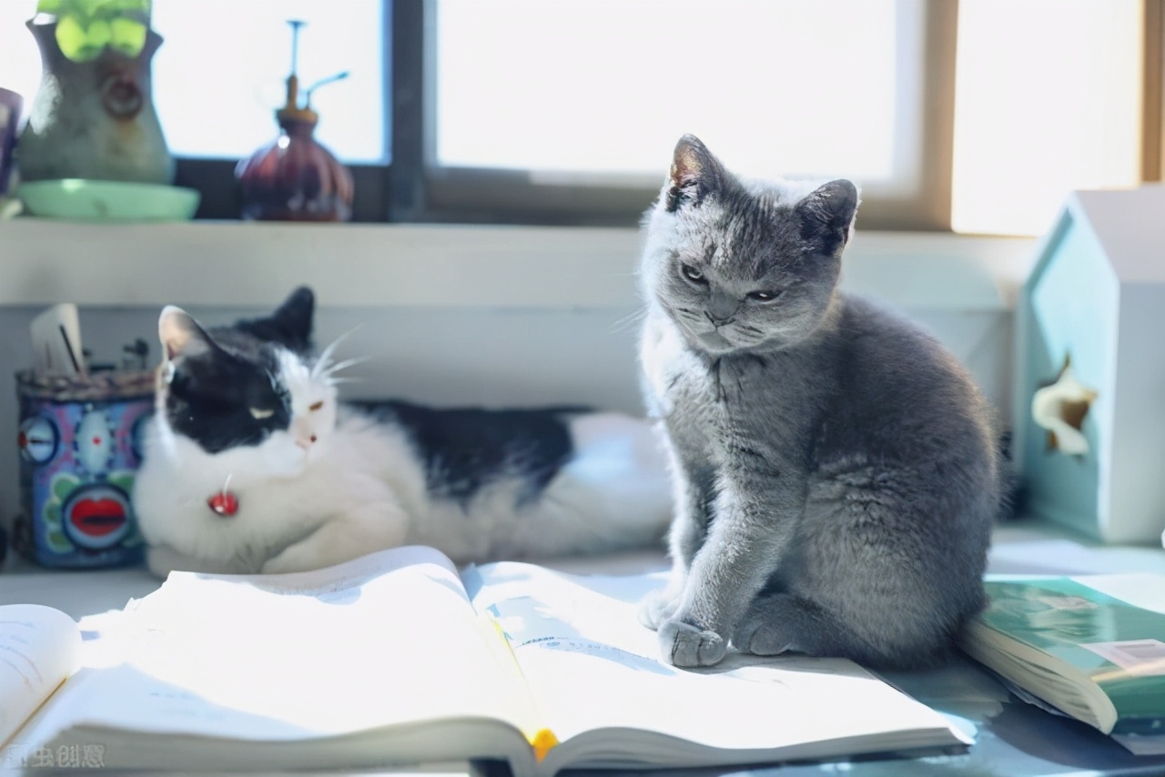 猫咪中暑后如何治疗,猫咪中暑昏厥怎么救