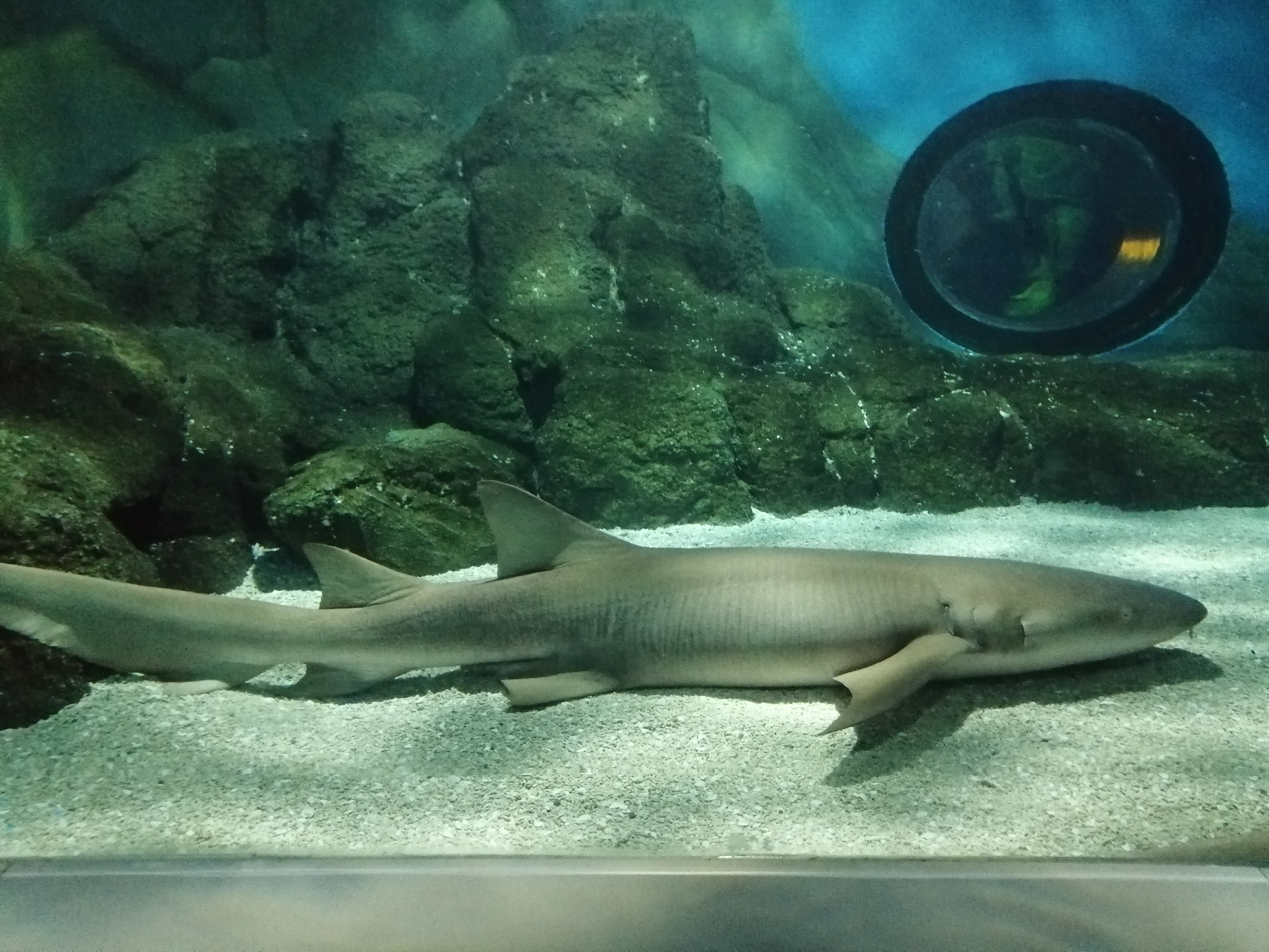 常州金鹰海洋世界19.9元,常州金鹰海洋世界开业