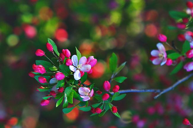 朱熹的具有哲理诗赏析,朱熹的哪句诗蕴含了人生哲理