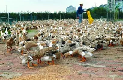 肉鸭15天后仰摇头站不稳,23天肉鸭出现瘫痪是什么原因