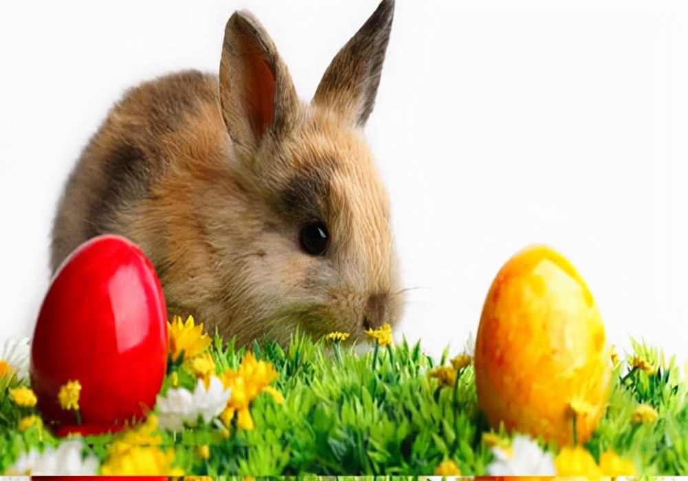 如何饲养肉兔子兔子更容易存活,兔兔饲养教程