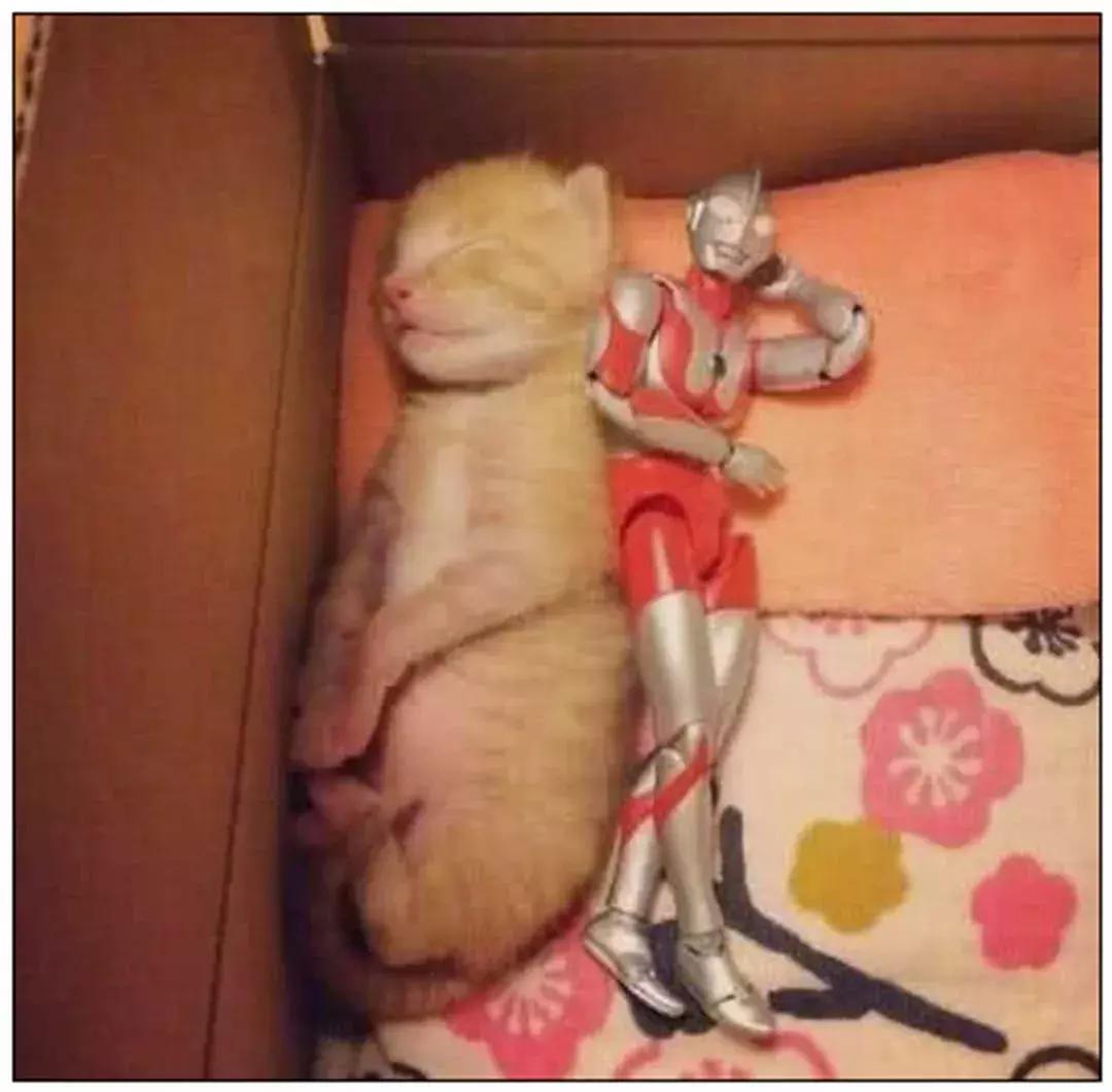 推荐养橘猫的6大原因,自从养了猫才知道它是那么粘人