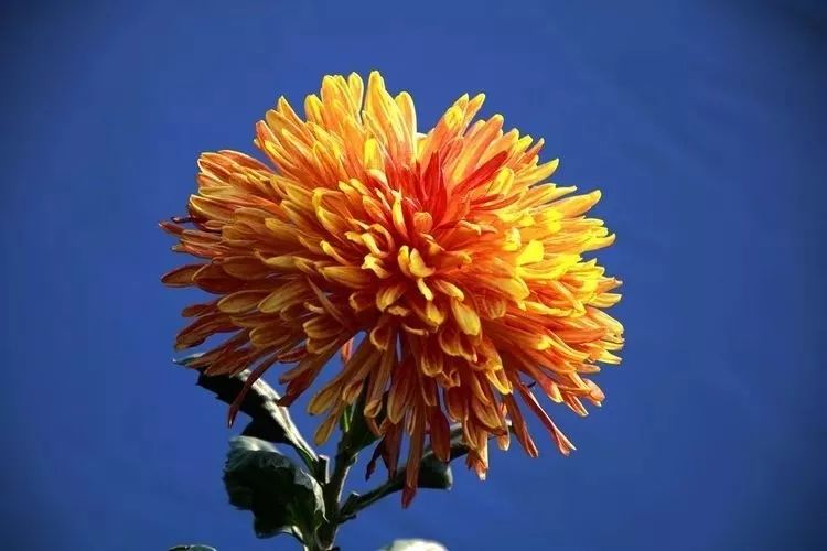 花中四君子菊花国画用笔,花中四君子菊花高清图片