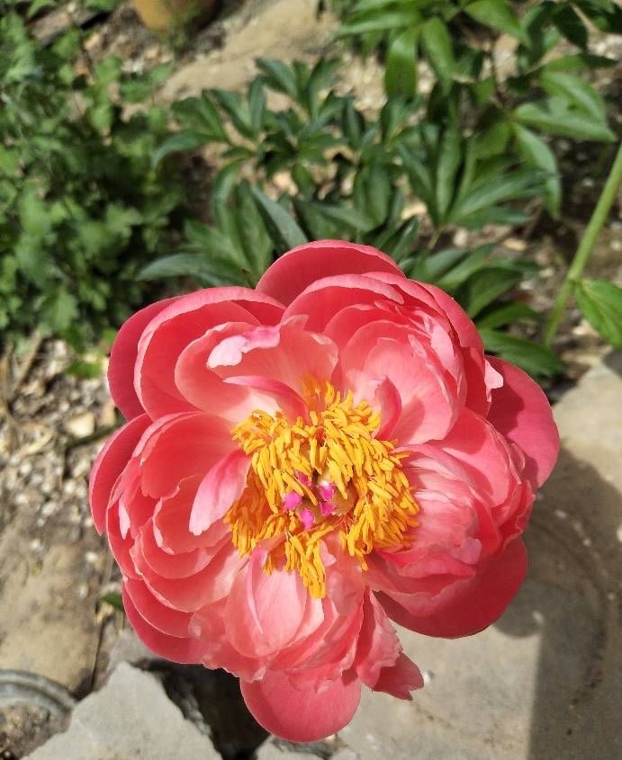 盆栽芍药怎么养用什么肥,盆栽芍药夏天怎么养