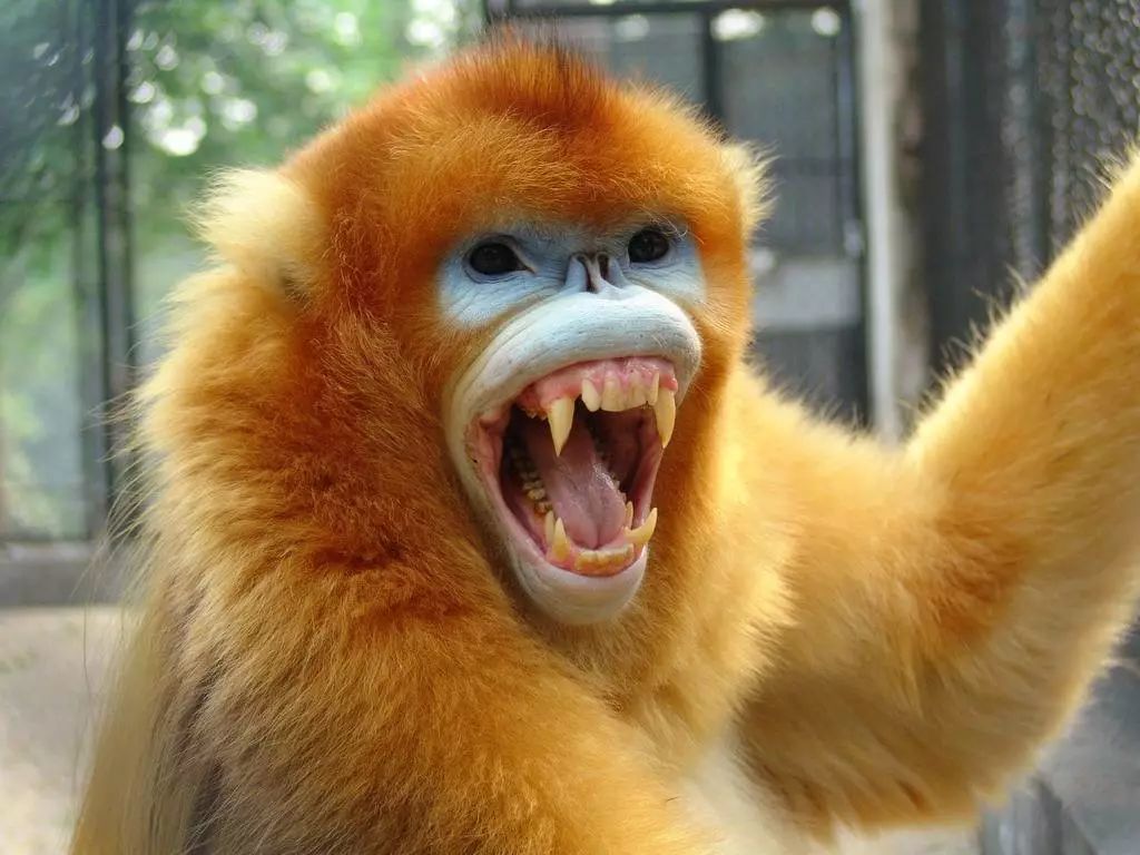 长隆野生动物世界营业时间,广州长隆野生动物园要玩多久