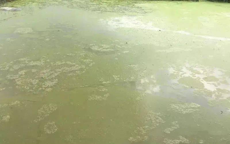 裸藻处理方法,死了的绿藻怎么处理