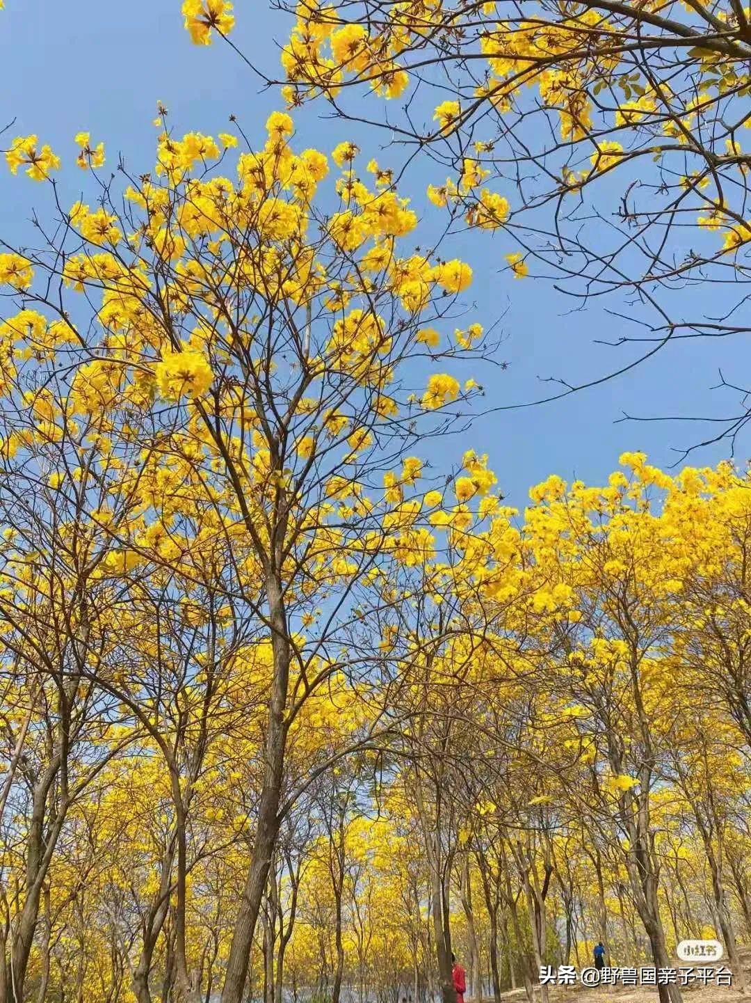 春天的花真的很美丽让人向往,春天的花也太美了