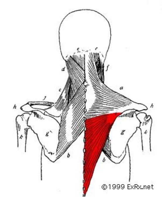 练胸伤肩怎么办,练胸怎么避免肩膀痛