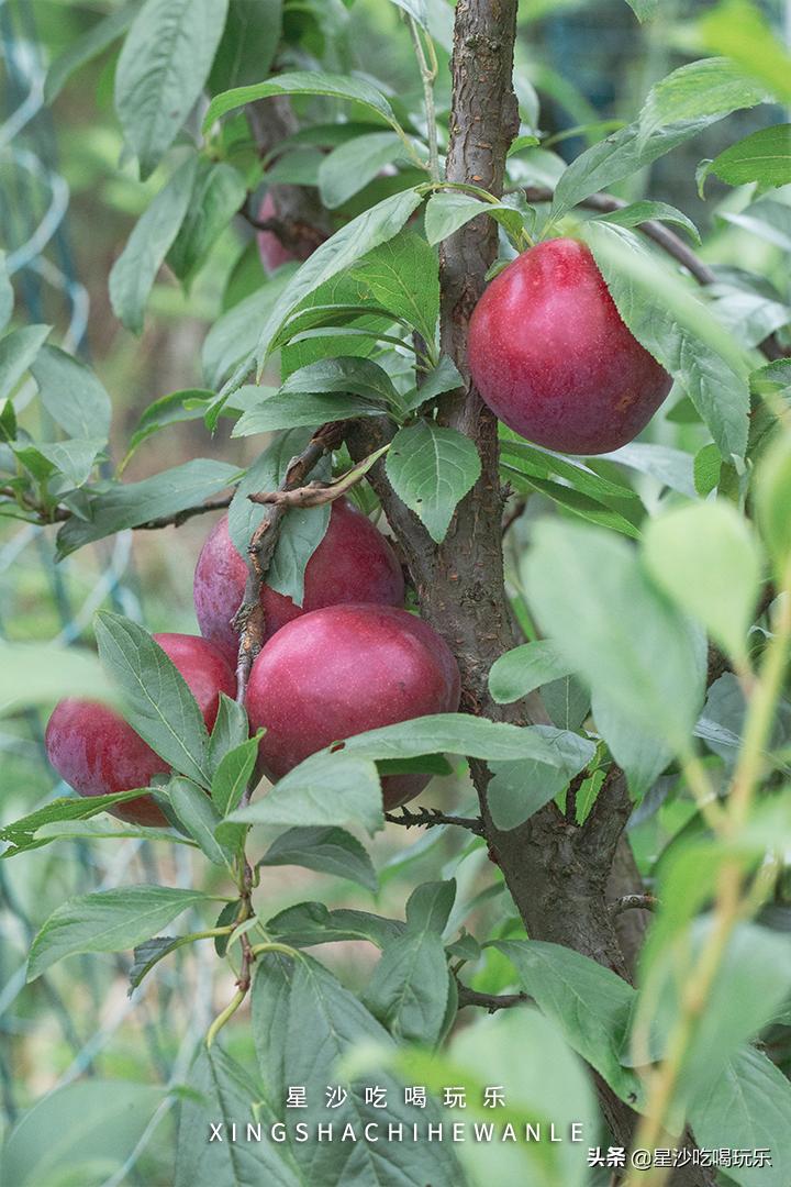 长沙小水果之乡,湖南长沙宝藏打卡地