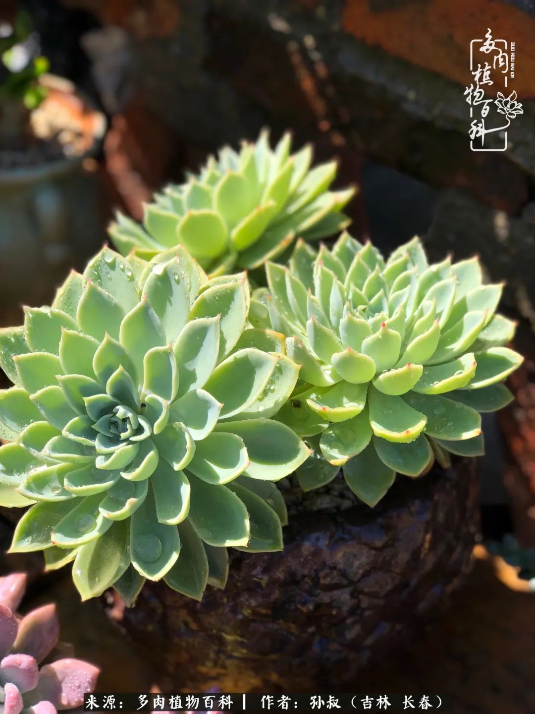 与多肉一起成长,与多肉相伴
