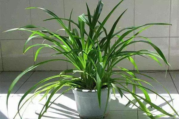 种什么蔬菜可吸甲醛,坪地吸甲醛的植物