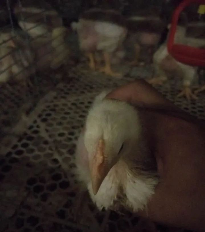 笼养肉鸡夏季管理,笼养肉鸡的管理