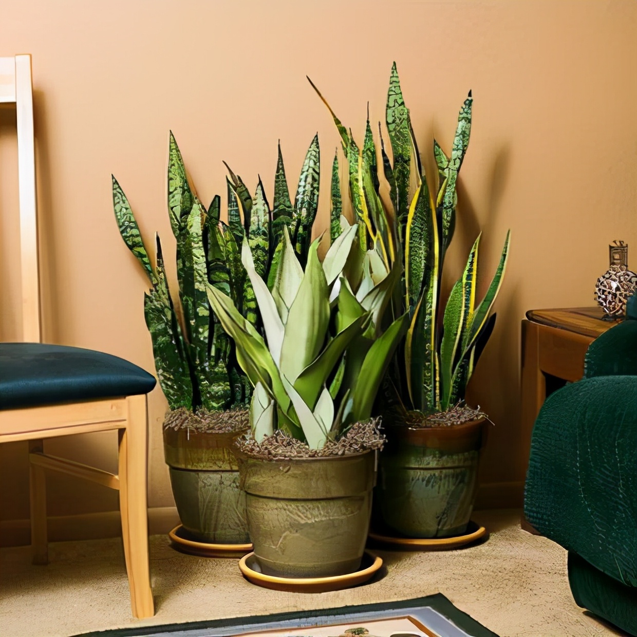 虎皮兰怕冻吗冬天怎么过冬,虎皮兰冬天为啥会死