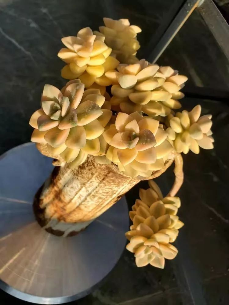 爱机车,爱多肉,宝妈花姐的诗和远方