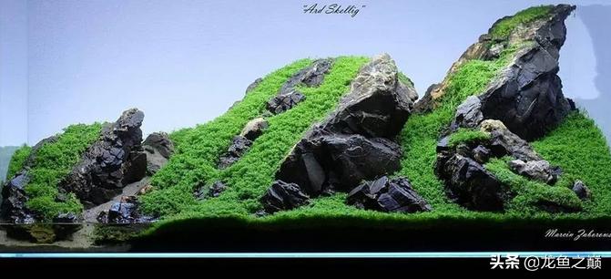 沉木与什么石头搭配造景,沉木造景选树桩还是拱桥