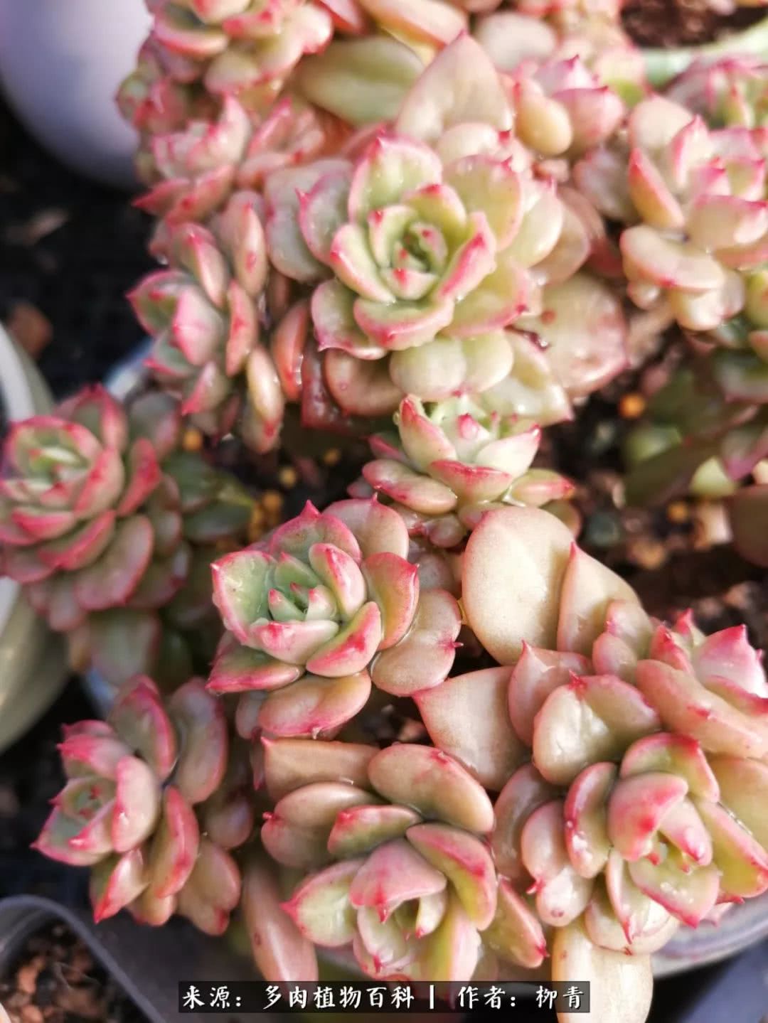 从入卡坑一个月到入卡坑三年,从入坑到现在所有品种开花图