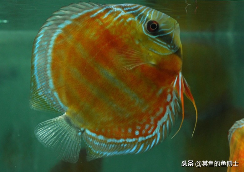 新手选择鱼缸注意事项图片,鱼缸养锦鲤怎么选择鱼