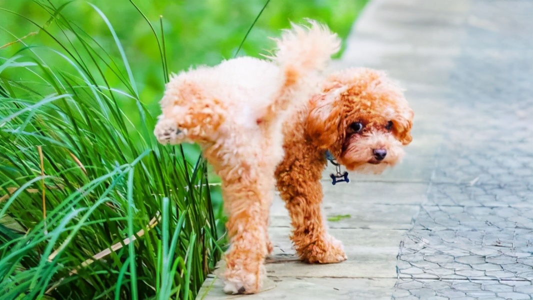 泰迪犯了错误怎么办,泰迪出现这几个行为是在守护你