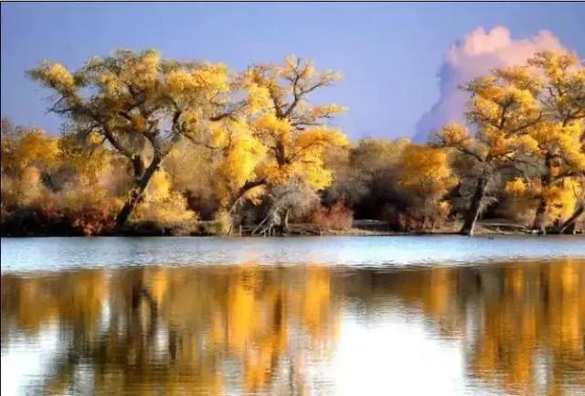 胡杨泪电影完整版,胡杨泪免费阅读全文