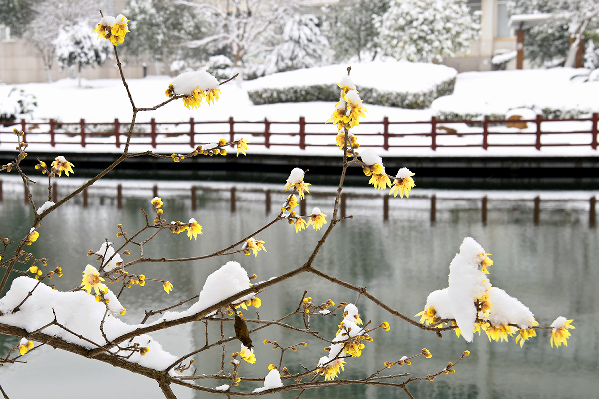 湖北武汉：雪润校园