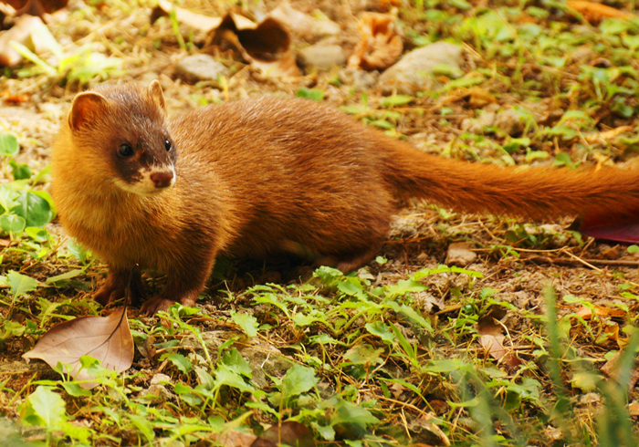 家里跑进来黄鼠狼怎么办,家里有黄鼠狼它自己会走吗