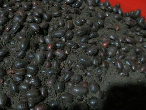 2022土鳖虫养殖有前途吗,土鳖养殖前景怎么样