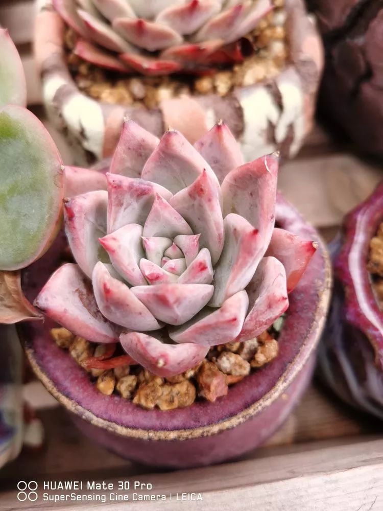 冬日如何更好地养多肉,冬天可以户外养护的多肉