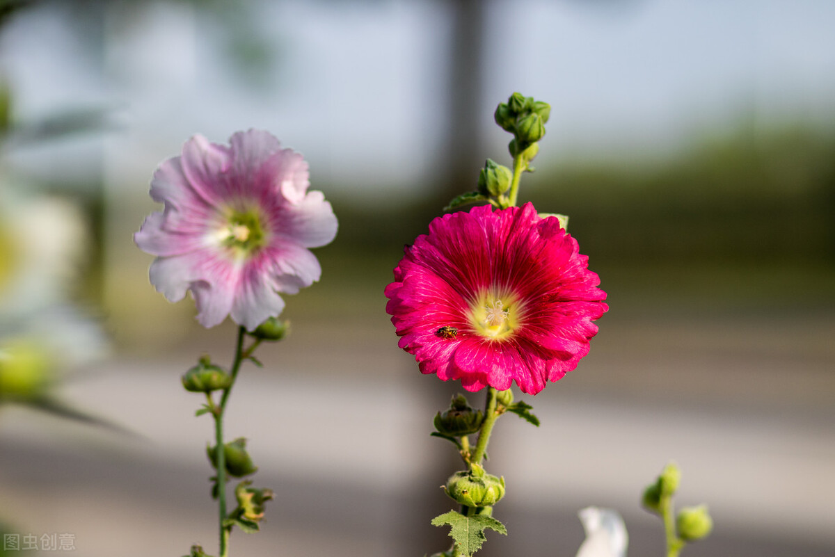 郁郁葱葱的多肉植物,适合阳光足的一年四季开花的植物