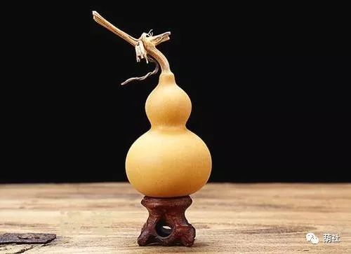 文玩葫芦养殖过程怎样摘心,文玩葫芦的养护方法