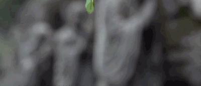 国际茶文化节,第四届中国国际茶文化节