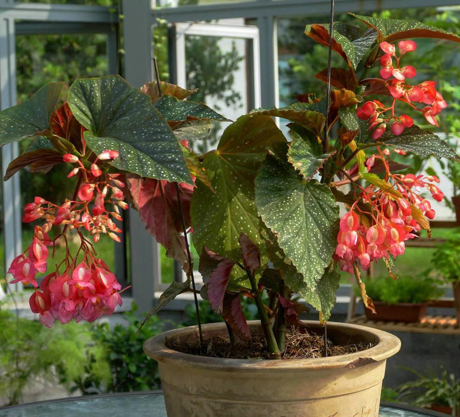 养花有黄叶子怎么办,养花的土壤偏碱怎么办好