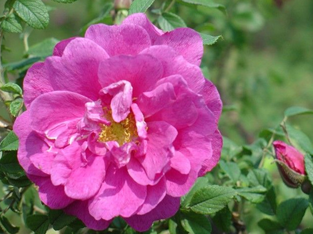 月季玫瑰分不清的意思,月季跟玫瑰的区别哪个好养