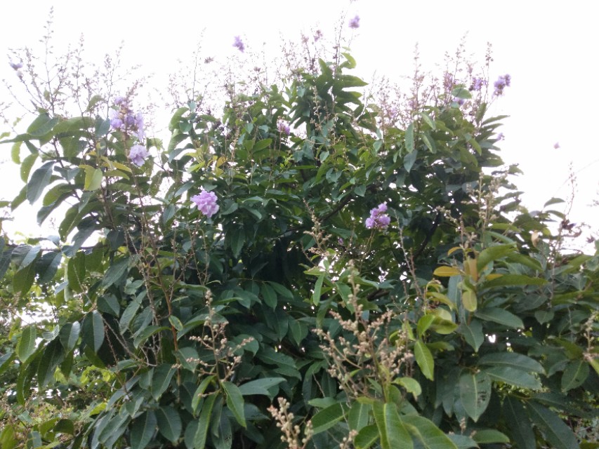 珠海的特色是什么,珠海的吉大是什么