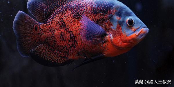 比食人鱼厉害的凶猛的观赏鱼,比食人鱼还凶残的十种鱼