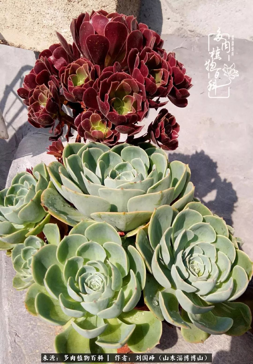 多肉安全度夏技巧,多肉如何度夏教学