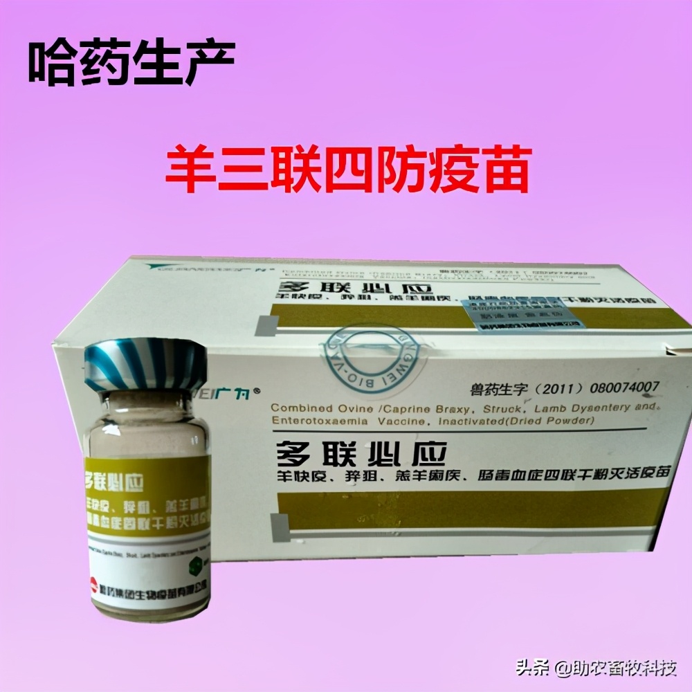 专治羊魏氏梭菌的药,羊魏氏梭菌症状和治疗