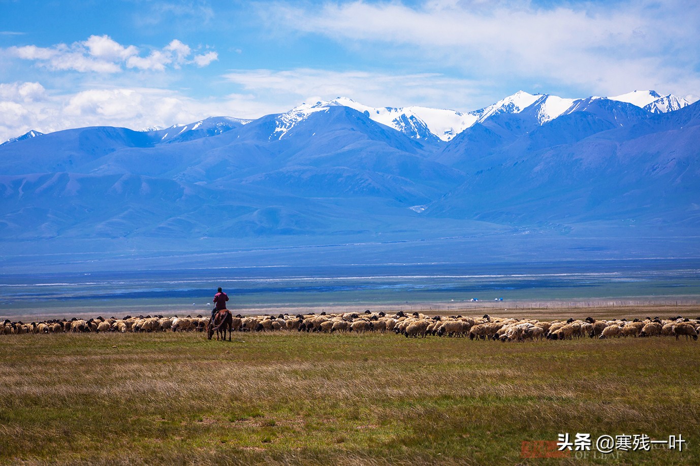 自驾*疆新**，路上撞到一只羊该怎么办？这位小哥的举动给我上了一课