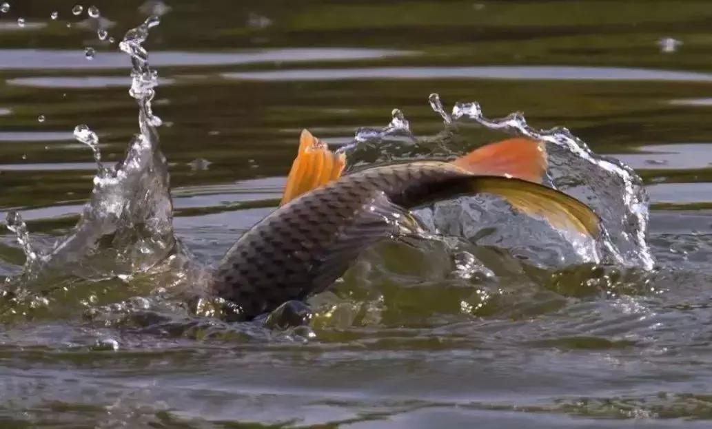 冬季钓鲤鱼用什么窝料打窝最好,野钓鲤鱼怎么才能让鲤鱼快速聚窝