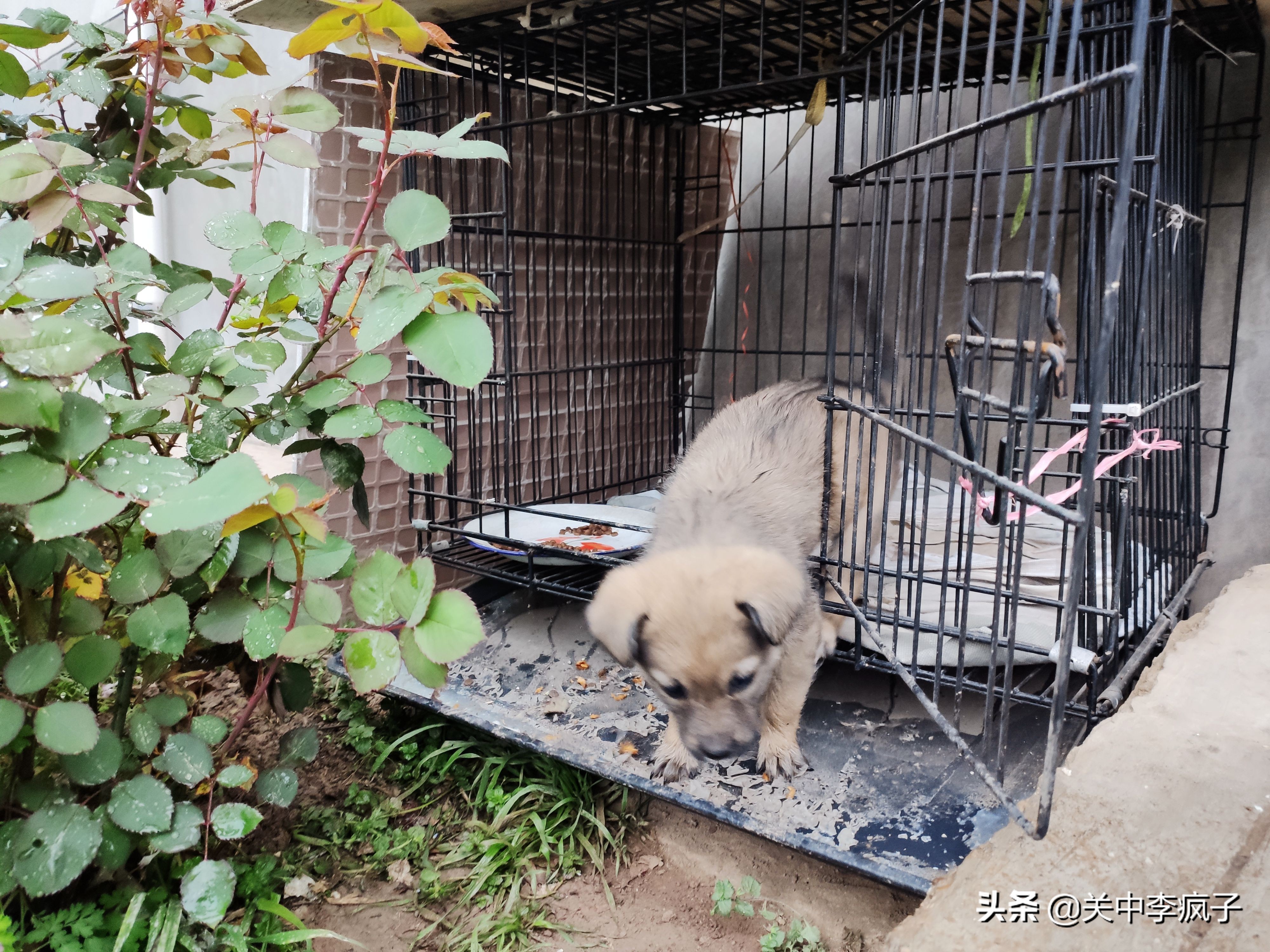 春天来了,这只叫青皮的旺财也来了