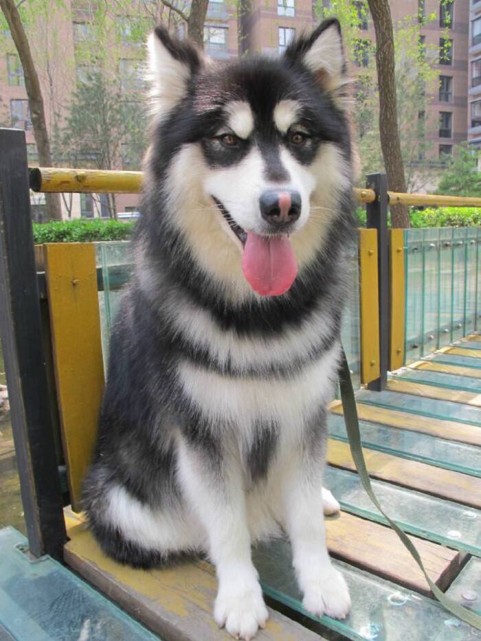 阿拉斯加的优点和缺点是什么,阿拉斯加犬的优点与缺点