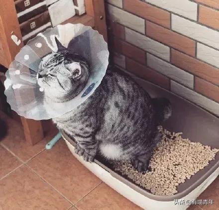 建国后有被猫抓伤得狂犬病的吗,不小心被猫抓伤了要打疫苗吗