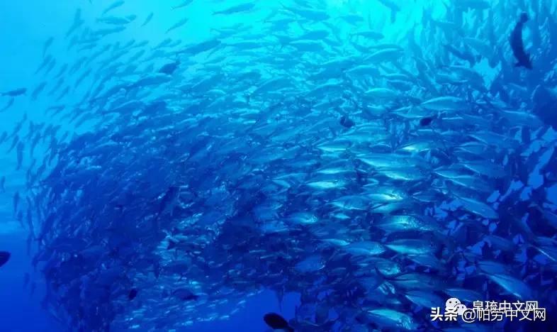 帕劳十大经典玩法,帕劳七大奇迹