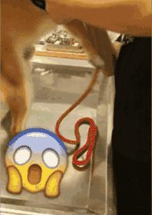 狗狗疫苗的种类和如何选择疫苗,狗狗疫苗接种时间怎么算