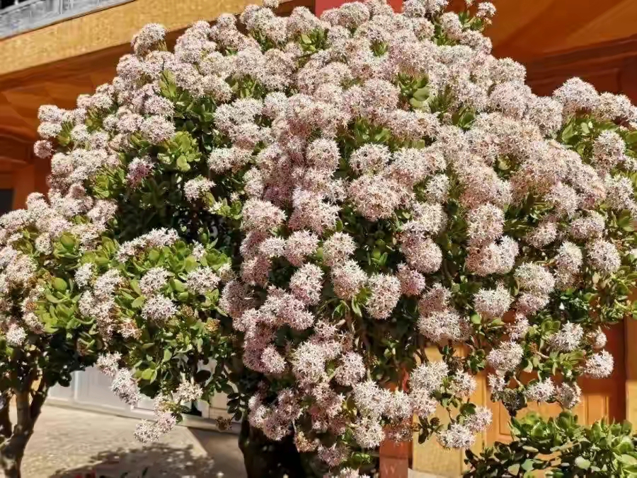 5种花不吉利再喜欢也别养在室内,5种花常年开花易爆盆