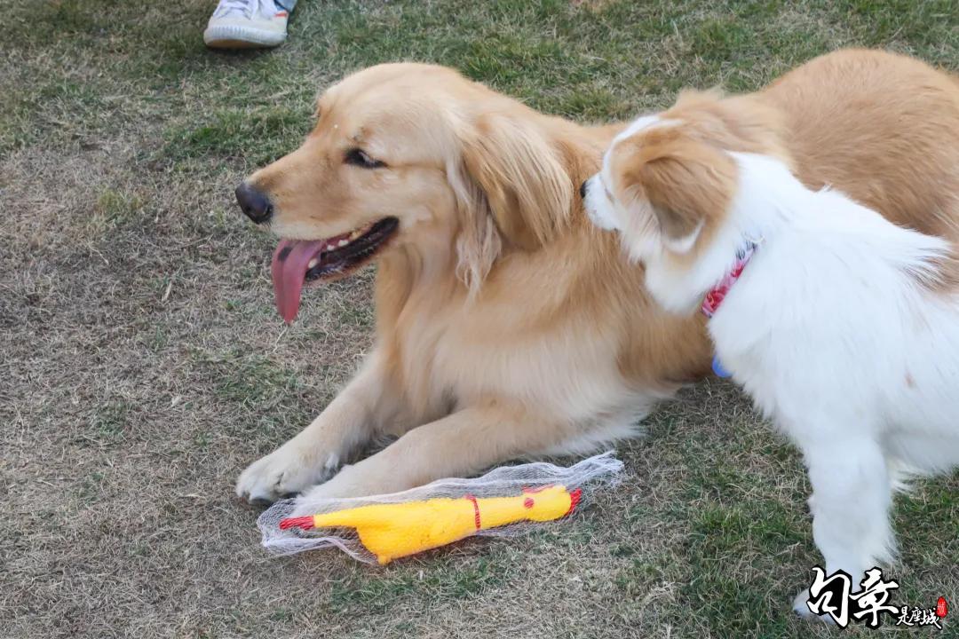 汪汪汪~宁波首家宠物主题乐园登陆江北，铲屎官们走起