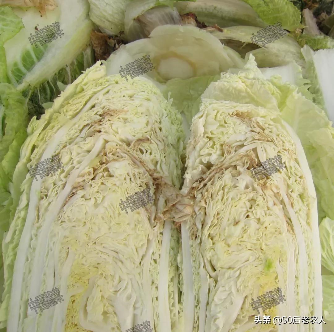 娃娃菜烧心烂心怎么防治,大白菜干烧心是什么原因造成的