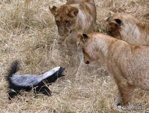 aac蜜獾式pdw步枪图片,美军大口径步枪