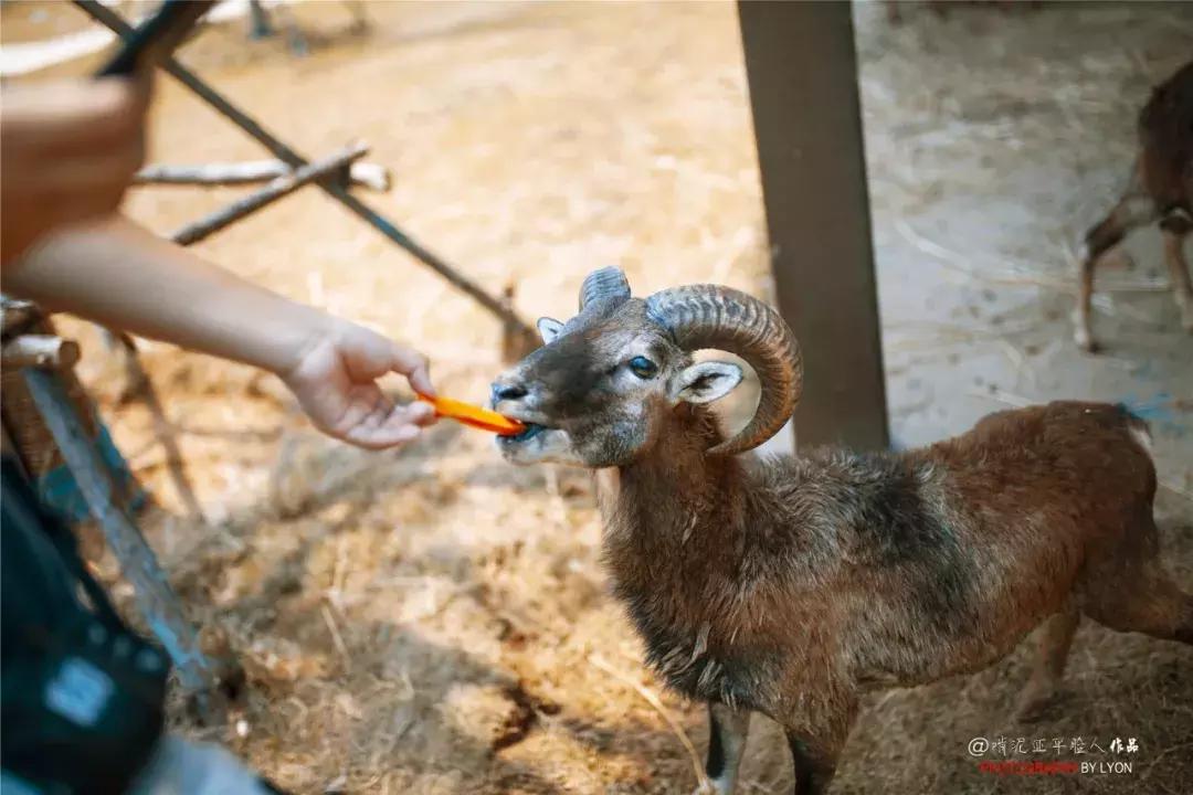 去南京金牛湖野生动物王国堵车吗,南京金牛湖野生动物王国最新活动